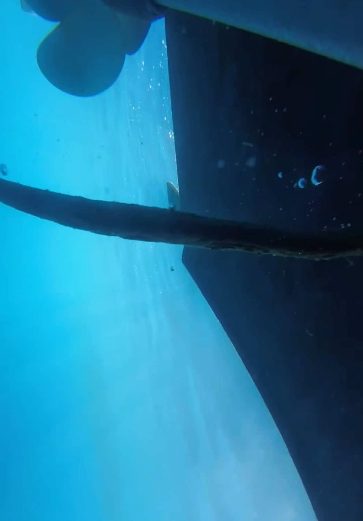 #seasnake 