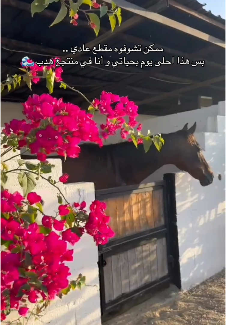 احلى يوم بحياتي 🥹🌊 للحجز والاستفسار  :    0509707003 - 0509707092  - 0507007926 #منتجع #سبا #بحر #الشرقية #خيول #السعودية #الخبر #هدب #منتجع_هدب #شاليه #منتجعات_الشرقية