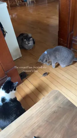 I’d hate to be this guy #cats #mouse 