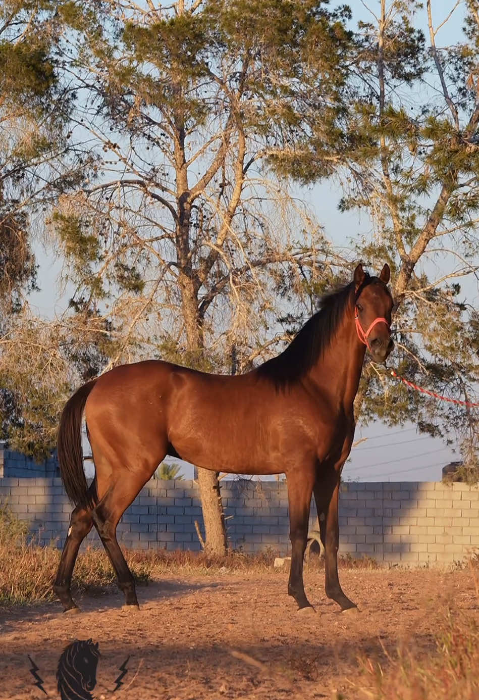 بسم الله مشاء الله🐴✨🤲🏻 #للبيع،،، نعرض لكم هذا #المهر/ كماتشو مواليد 2/11/2023 العمر 18شهر الدم/ 87.5% الأب/ #الخفاش  الأم/ #فلة بنت #المحترم 👌🏻✨ ----------- للاستفسار: 0918930302 ----------- للعرض: ✉️| تواصل مع بريد الصفحة