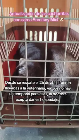 No me dejen sola con toda la responsabilidad y gastos por favor 😔🙏🏼 todo granito suma 🙏🏼 #tiktoklive #viralvideos #fyp #perritos #ayuda #live #tiktok #paratiiiiiiiiiiiiiiiiiiiiiiiiiiiiiii #rescate #sarna #sumate 