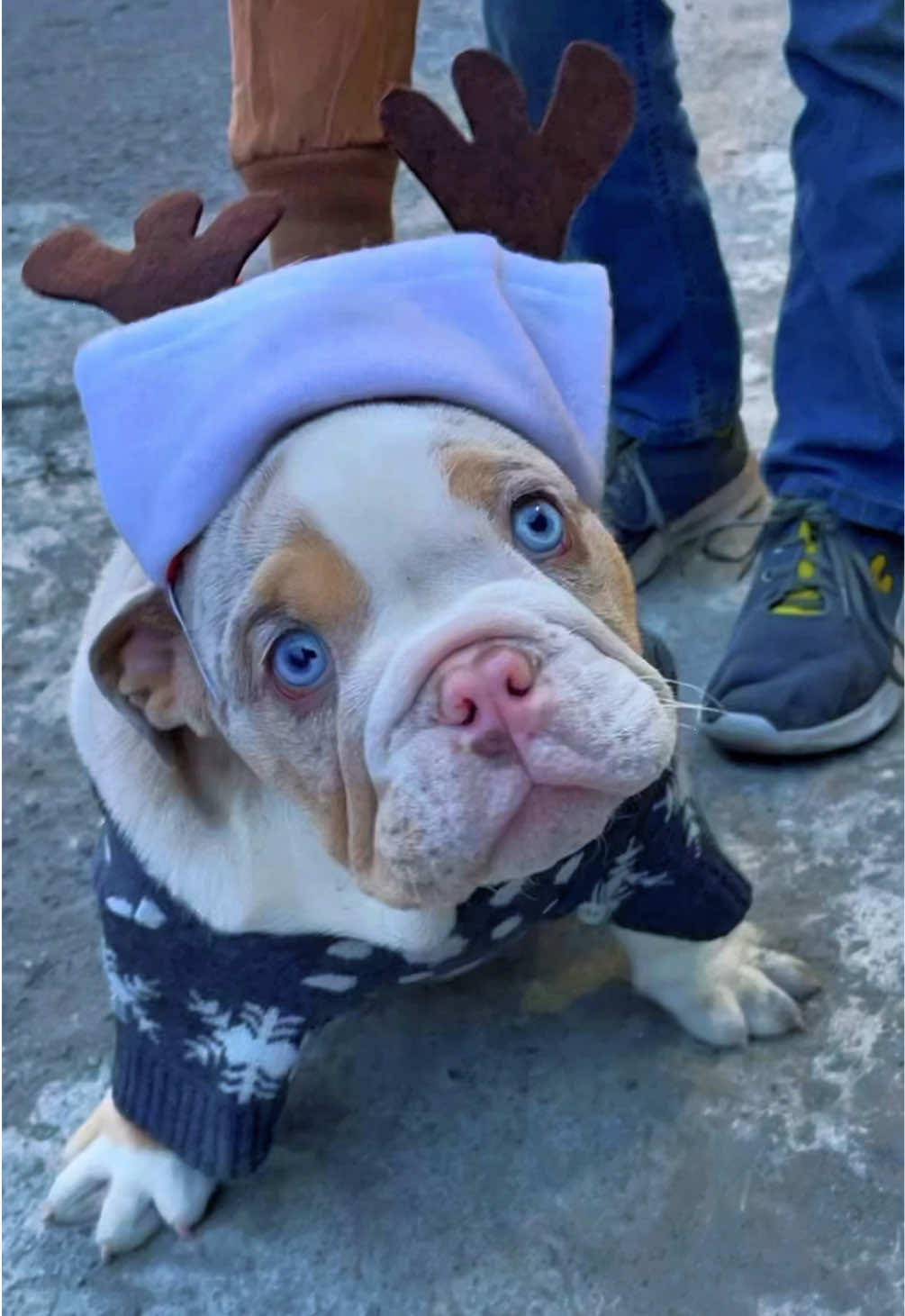 Crees que polar🐶 era un bb guapo?? #animals #pets #puppy #dogs #polar
