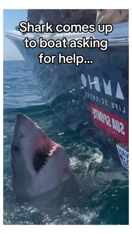 Nature working together #wholesome #shark 