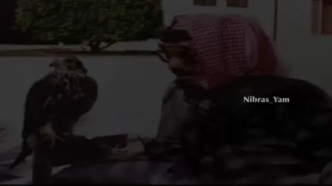 ياطير عقبي كن خاطرك شاين خاطرك شين وغيبتي عنك يومين .. النقص فيك مبينٍ له بواين في لمعة الريشه وفي نظرة العين ————— #نبراس_يام #عبدالله_بن_عون #ياطير #اكسبلور  #قصايد #قوافي #شعراء #explore #explor  #العتيبي #نجران #يام #اكسبلورر #الاهلي #شعر #جزل #ابيات #جزل_القصيد #السعودية #fyp 