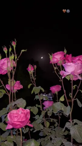 Ma tu nahey de warava 🤎🌚#fypシ゚ #virall #explore #selwa🦋 #foryou #tiktok 