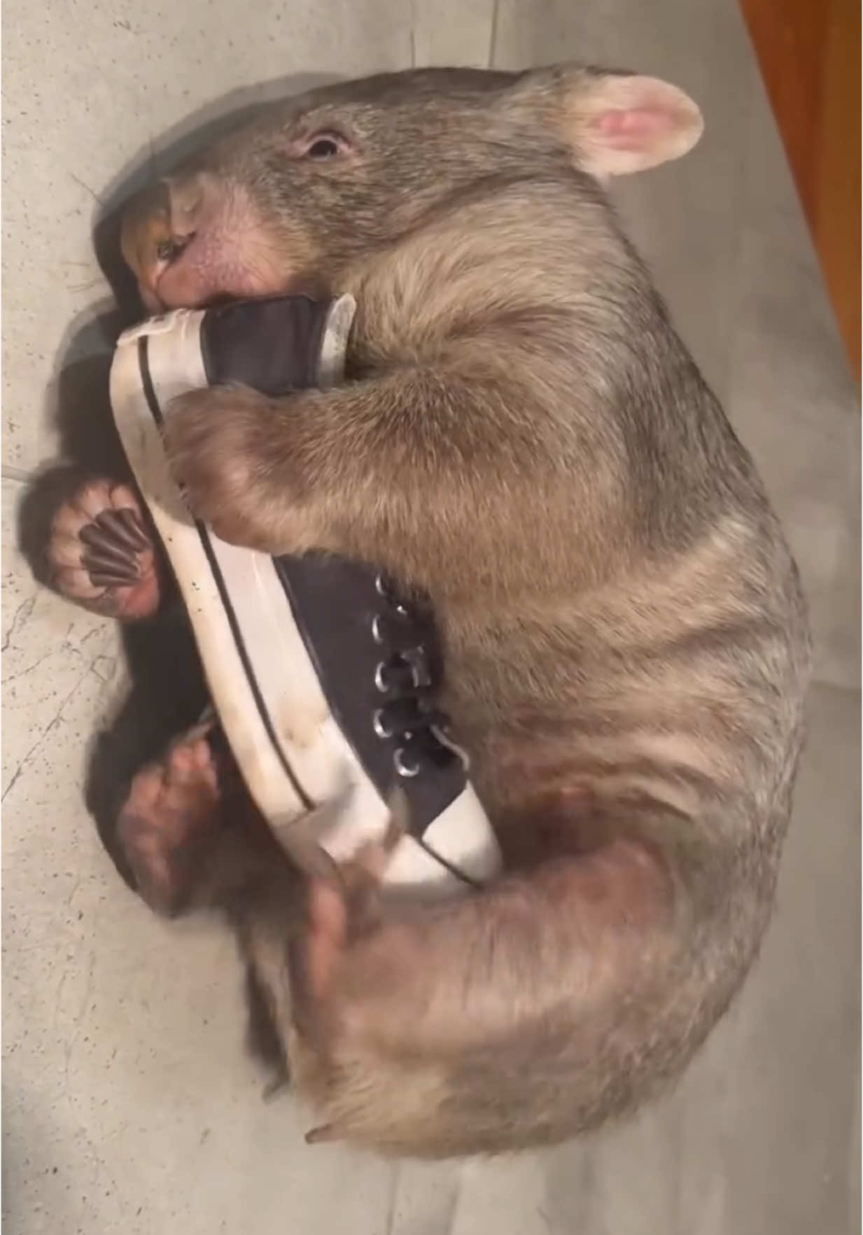 Oh Arthur ! 😂 #wombats#wildactionzoo#babywombat #cutewombat #australianwildlife #australiananimals #zookeeper#cute#funnyanimals