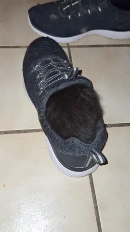 She wanted to be in my shoe, but she has to be with her mommy #newbornkittnes #kitty #kittens #kitties #kittycatsoftiktok #kittensoftheday #blackkittens  #blackkitten #roadto10k  #fyp #fypg #viral 