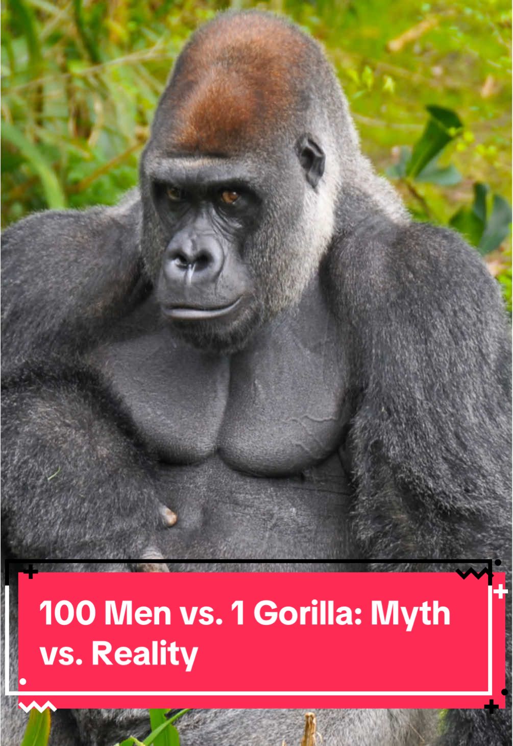 100 Men vs. 1 Gorilla: Myth vs. Reality — Can sheer numbers overpower raw primal strength? Discover the shocking truth behind this wild hypothetical showdown! 🦍💪 #GorillaFacts #MythVsReality #WildNature #TikTokScience