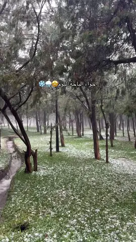 #الباحة #رغدان #السعودية #المملكه_العربيه_السعوديه #مطر #ثلج #explore #foryou #fyp #foryoupage #capcut #viral #ksa #saudiarabia 