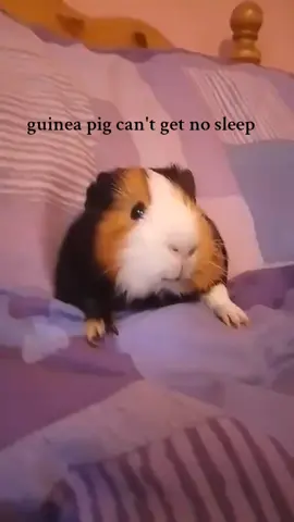 guinea pigs can't get no sleep #faithless #cant get no sleep #no sleep for this guinea pig #fyp #fyp #fyp #fyp #fyp 