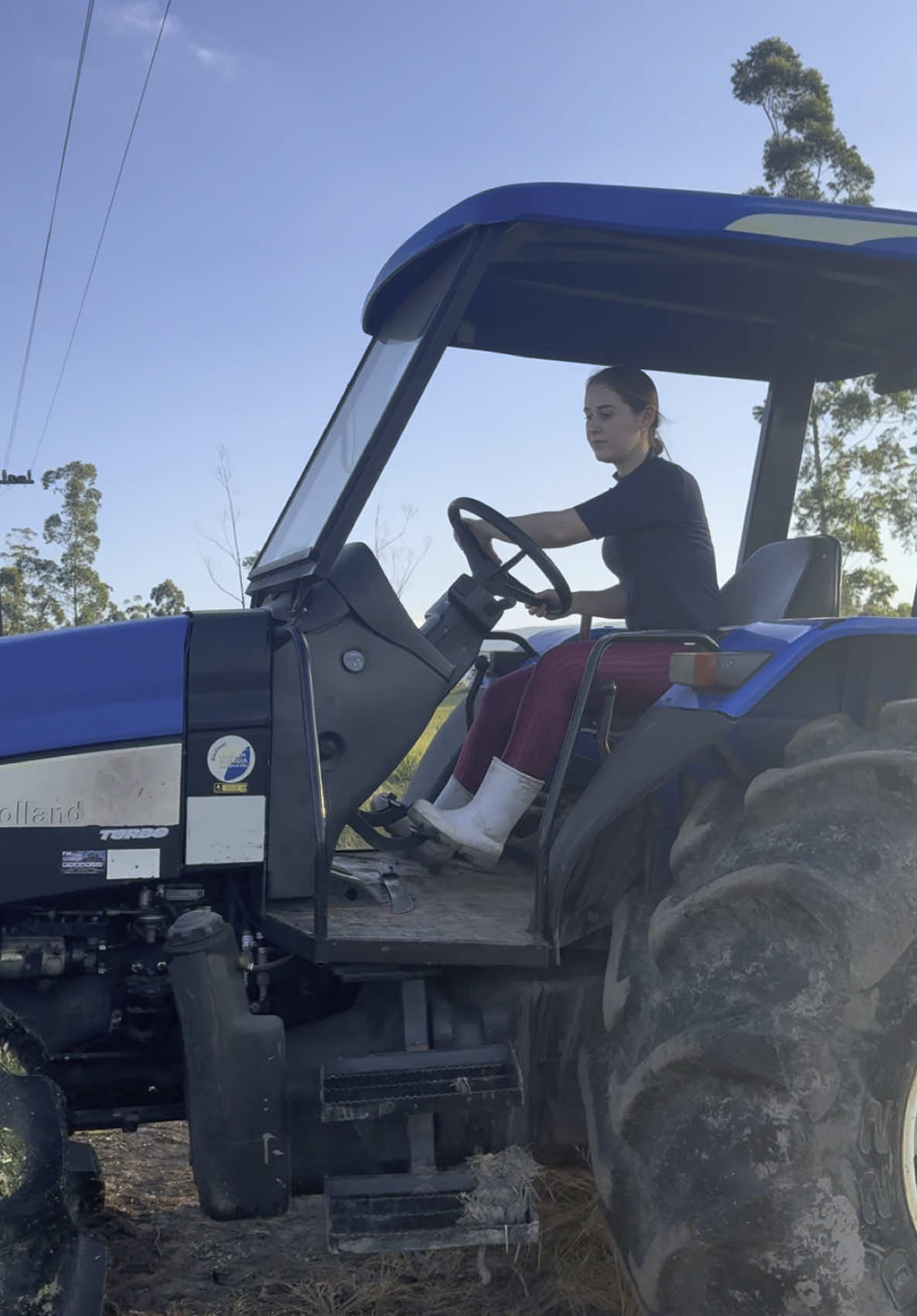 Dia de silagem da plantação de milho safrinha. Trato pras vacas #roca #humor 