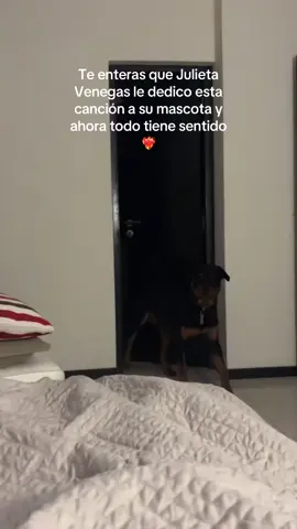 #rottweiler #argentina #amor #limonysal #julietavenegas 