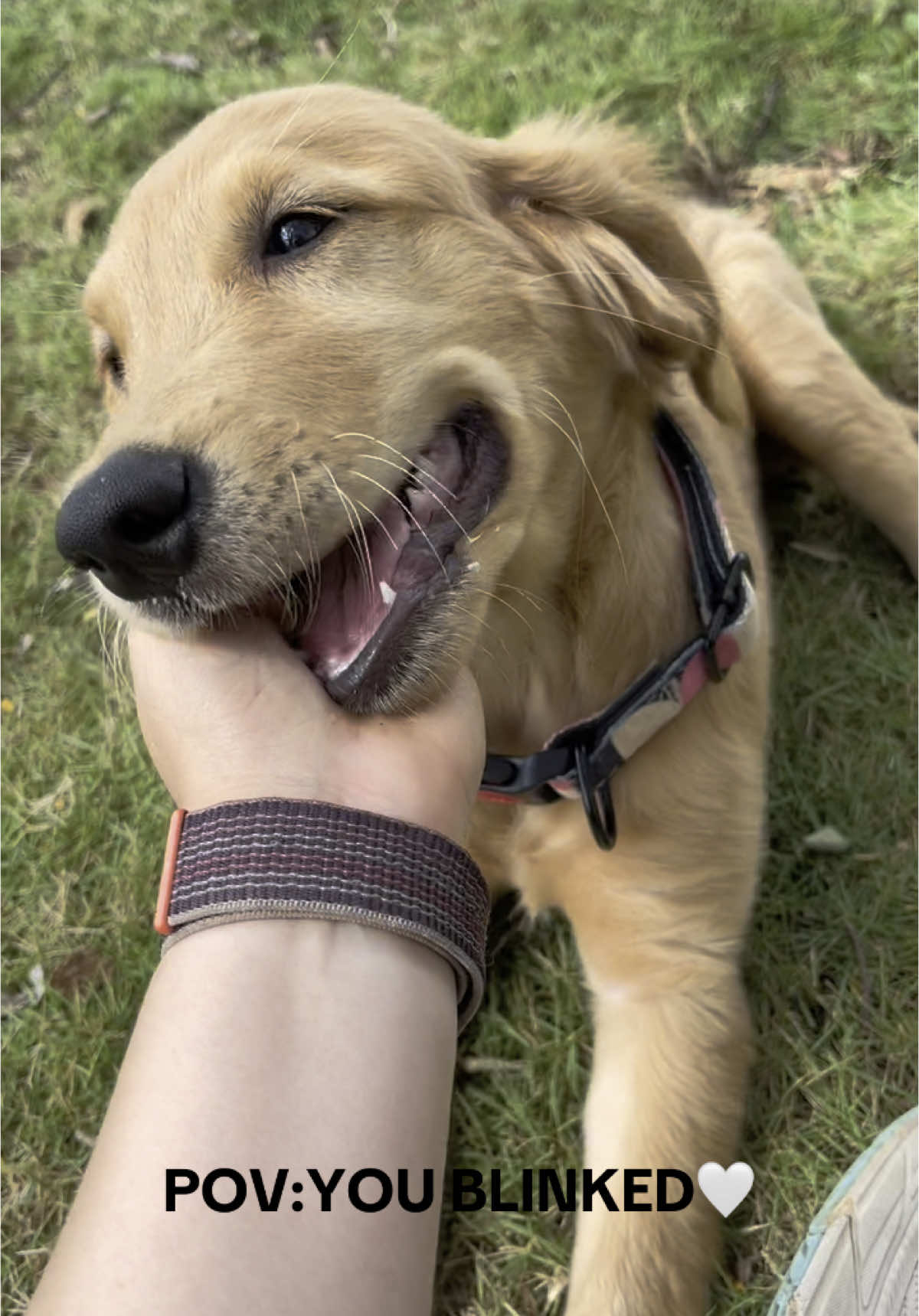 My little girl✨🤍 #dogsoftiktok #goldenretriever #goldenretrieverlife #fyp #doglife #foruyou 