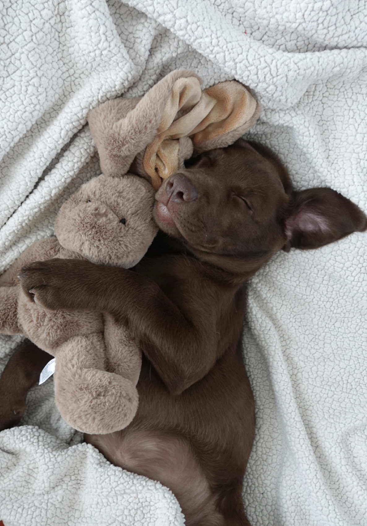 Nap now, grow never 🧸 #chocolatelab #newdog #newpuppy #labradorsoftiktok #pup #fyp #chocolatelabrador #chocolatelabpuppy #dogsoftheday #dogg #dogphotography #cute #Love #puppysleeping 