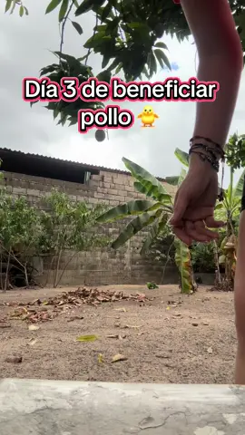 🐣🐣 #contenido #comedia #emprendimiento #emprendedor #emprendedores #paratii #paratiiiiiiiiiiiiiiiiiiiiiiiiiiiiiii #venezuela #maturin #emprendedora #pollo #videoviral #video 
