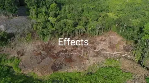 For educational purposes only  Deforestation is the cutting down of trees, and it has serious effects on the environment. It destroys the homes of animals, leads to climate change, and causes soil erosion. Without trees, there is more flooding, and the air becomes less clean. But there are solutions. Planting new trees (reforestation), using wood products wisely, and following environmental laws can help stop deforestation. Everyone can help by protecting nature and spreading awareness. Together, we can make a difference and keep our forests alive #fyp #fypage #fyppppppppppppppppppppppp #foryoupage #climatechange #edit #xybca #deforestation #Sustainability 