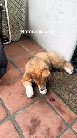 Clean boi #apollothecorgimute #dog #dogsoftiktok 