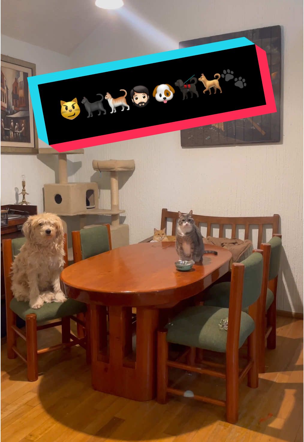 😼🐈‍⬛🐈🧔🏻🐶🐕‍🦺🐕🐾                         #gato #perros #mascotas #comedia #humor 