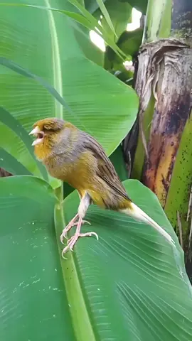 Canario #canario #canarysinging #canarias #canaries #canaryisland #kenari #kenarigacor 
