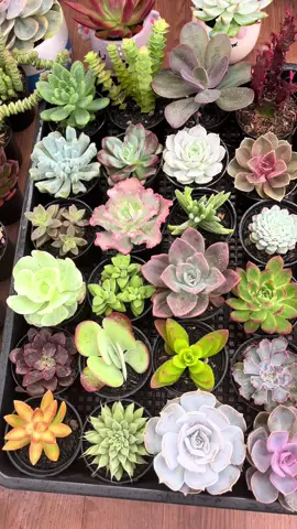 #TikTokLIVE #fyp #succulents #tanamanhias 