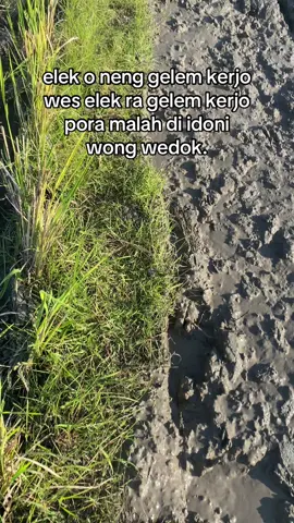 manutt#petanimuda #teamwediluwe🤫 #dieselbanyu #sengtenang #mugoisehmampu 