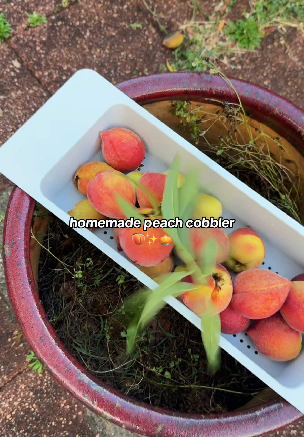 picking peaches off a tree is not for the weak😭💀 best peach cobbler everrrrr pls make this #peach #peachcobbler 