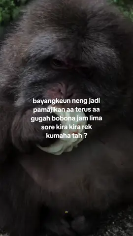 kumaha neng ☺️ #capruk #storysunda #monyetlucu #atuheuy 