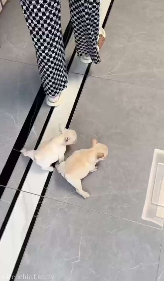 #frenchie #puppy #baby #cutepet #fyp 