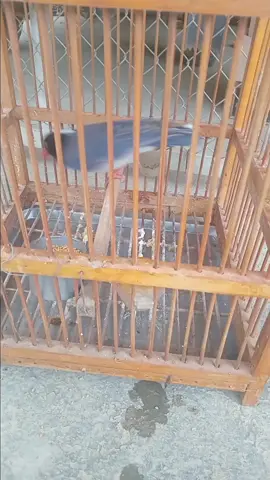 #: phượng hoàng đất #:(