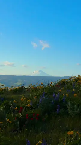 Columbia River Gorge is bursting with color  wildflowers are everywhere right now! 🌻🪻  #pnw #nature #pnwonderland #pnwlife #Hiking #inspiration #sunrise #mccallpoint #wildflower #columbiarivergorge #balsamroot #lupine #sunset