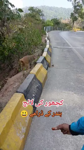واہ، بندر کجور کھاتے ہوئے مری کے جنگلوں میں ڈرامے کرنے کا خیال تو بڑا مزے کا ہے! 🐒🌲 مری کے گھنے جنگل، ٹھنڈی ہوا، اور کجوروں کی مٹھاس کے ساتھ بندر شاید کوئی 
