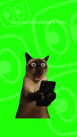 Cat screaming with phone in hands Meme Green Screen #meme #memes #greenscreen #fyp #trend #capcut #viralgoals #protemplates #greenscreen #viral  #memecut #catmemes #tiktok #funny #cat #carscream #ai 