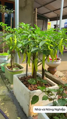 Giống Ớt Sừng Huế siêu cay, thơm nồng, thuần chủng, nảy mầm tốt