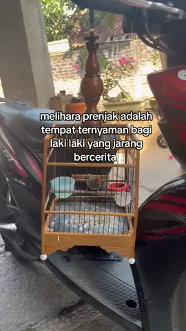 #prenjakngalun #prenjakklawu #prenjakmania #kicaumaniaindonesia #kicaumanianusantara 