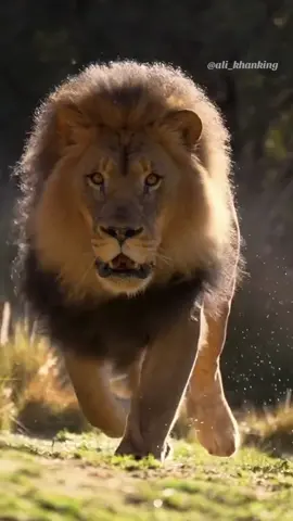 Instagram : alikhan_king143 @Ali Khan King 👑 @Ali khan king Live #lion #alikhanking #alikhan #ali #pathan #lionlove 