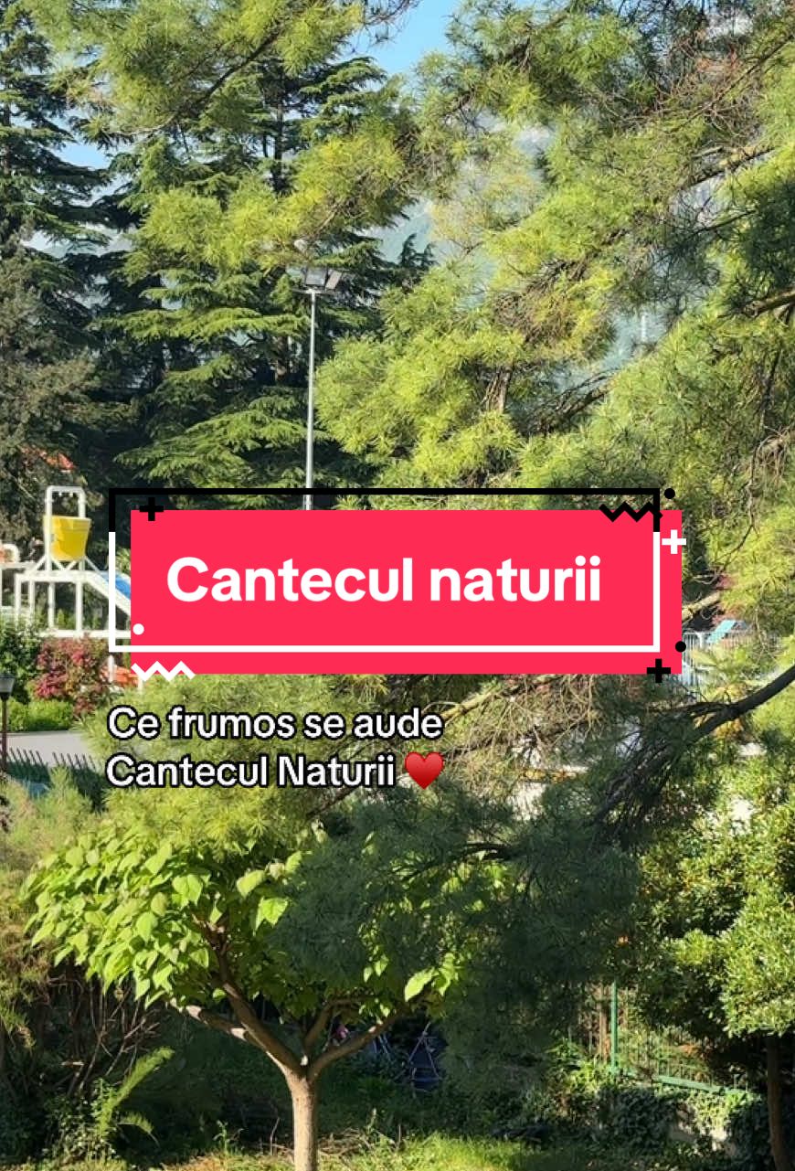 Buna dimineata !