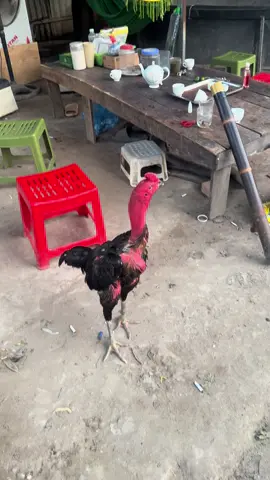 #gachoimienbacvietnam #gà_chọi_việt_nam #gachoic1 #xuhuongtiktok 