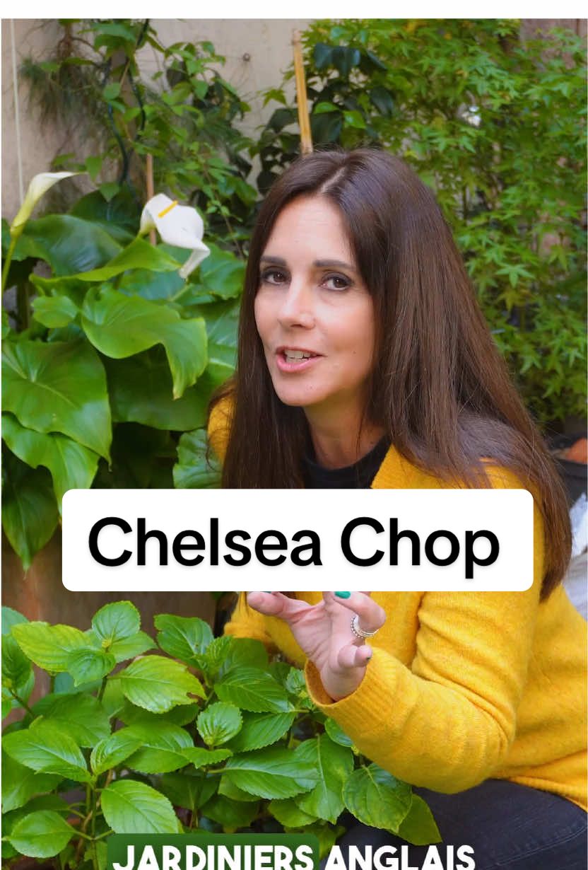 Le CHELSEA CHOP, une astuce anglaise pour avoir une floraison abondante au jardin.   Tu connais ?  #chelseachop #fleurs #jardin #astuce #pourtoi 