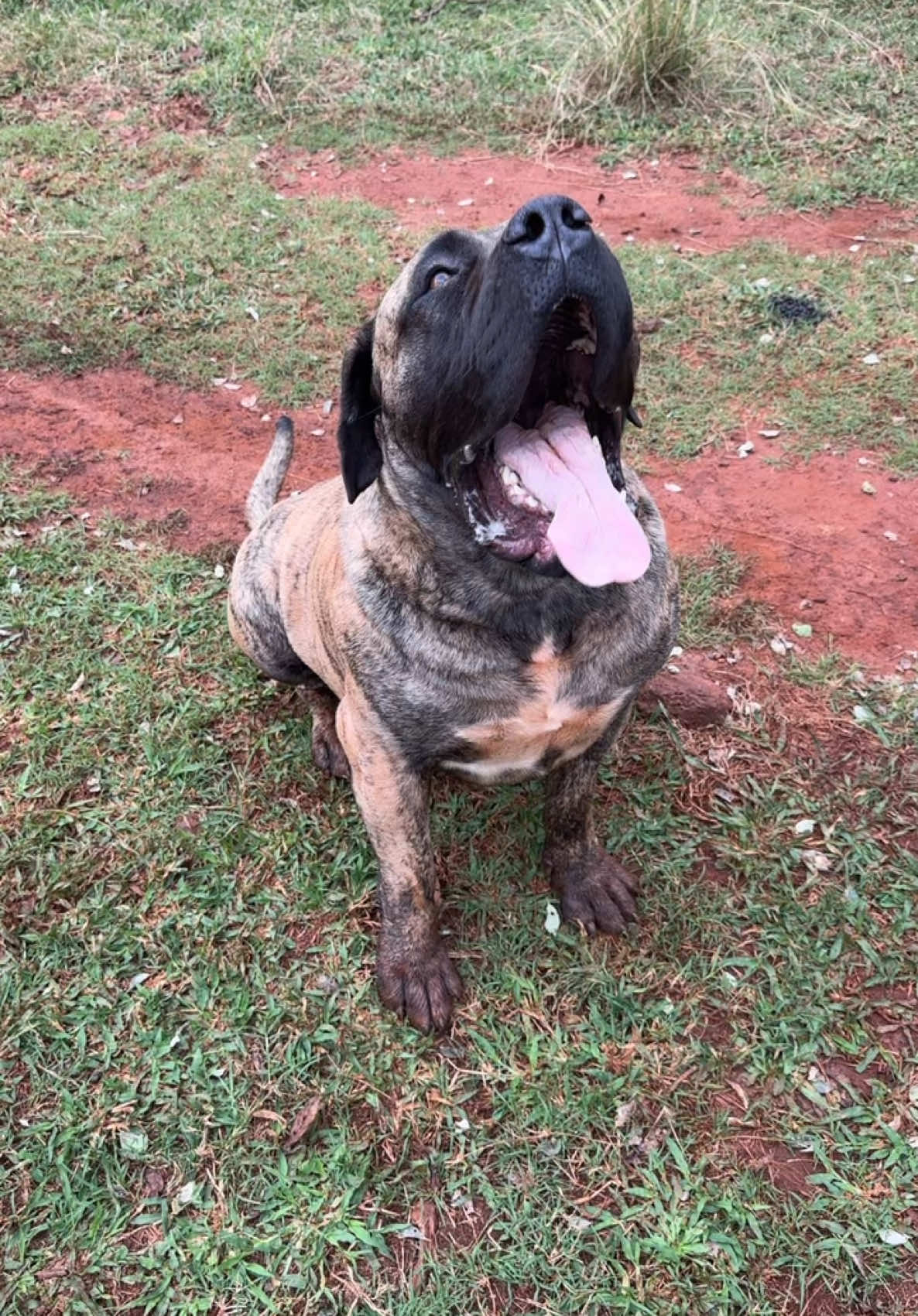 HAHAHHA love it 🤣😍 #boerboel #dogs #southafrica #fyp 