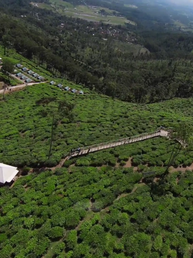 Kebun Teh Jamus To Svarga View #ngawidrone #dronengawi #fpv #dji #svarga #svargaview #kebuntehjamus #jamus #wisata #wisatangawi @agrowisata.jamus @svarga.view 