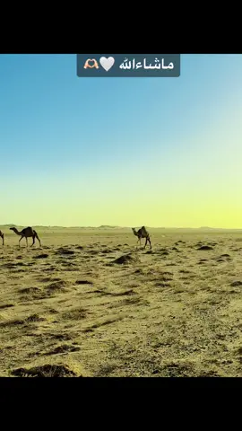 #ماشاءاللہ #الكباشي_عاشق_جقله🐪🔥 #الباديه_الشماليه_الشرقيه #جقله_الخير_جقله_العز❤ 