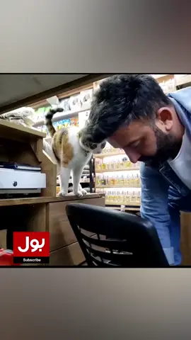 جانور بھی محبت کے طلب گار ہوتے ہیں، دل چھولینے والی ویڈیو  #BOLNews #Cat #AnimalLovers #ViralVideo #WhatToWatch #WhoToFollow