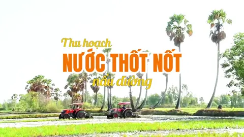 Mời cả nhà cùng xem video về nghề nấu đường truyền thống ở vùng Bảy Núi - An Giang! 😊🌼😊#miendacsan #bảynuiangiang #suckhoe #duongthotnot #nuocmauthotnot #