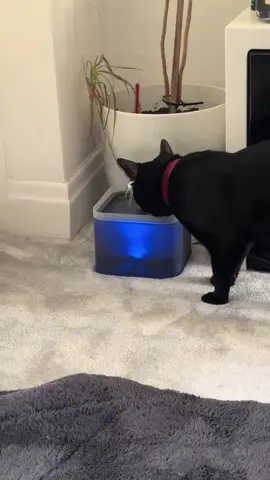 This has been perfect for this heat we have been having! Binx has been keeping himself well hydrated using his little fountain, he doesn’t seem to enjoy drinking still water from a bowl or even when his fountain is urned off so it’s been well worth the buy! #fyp #blackcat #cat #catsoftiktok #tiktokmademebuyit #tiktokshop #catlover #catlovers #funnycat 