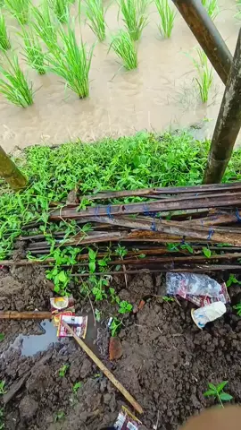 #hujanlebat #sawahpedesaan #storysunda#orangasundaasli  #pemandanganaesthetic 