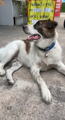 #แพนด้าหมาผู้น่ารัก #แพนด้าหมาข้างบ้าน #ทาสหมาทาสแมว 🦮🦮🦮😸😸😸😸 