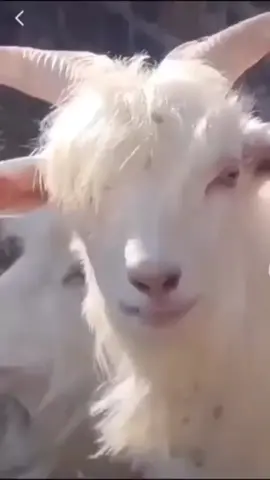 🐐🐐🐐🐐