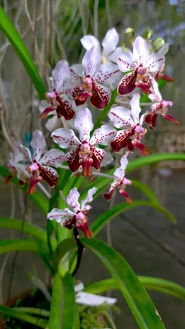 Vanda setia #orchid #anggrek #vanda #DDorchid #orchidindonesia 
