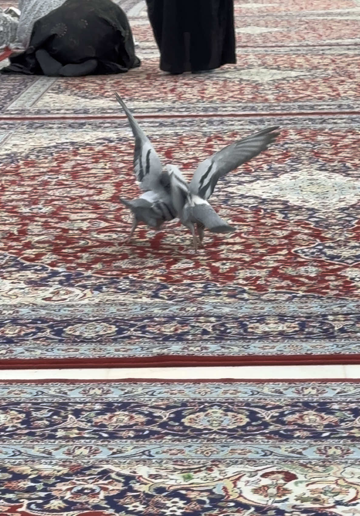 🐦‍⬛😂🤛🏻 ———- #tiktok #explore #like #tiktokviral 