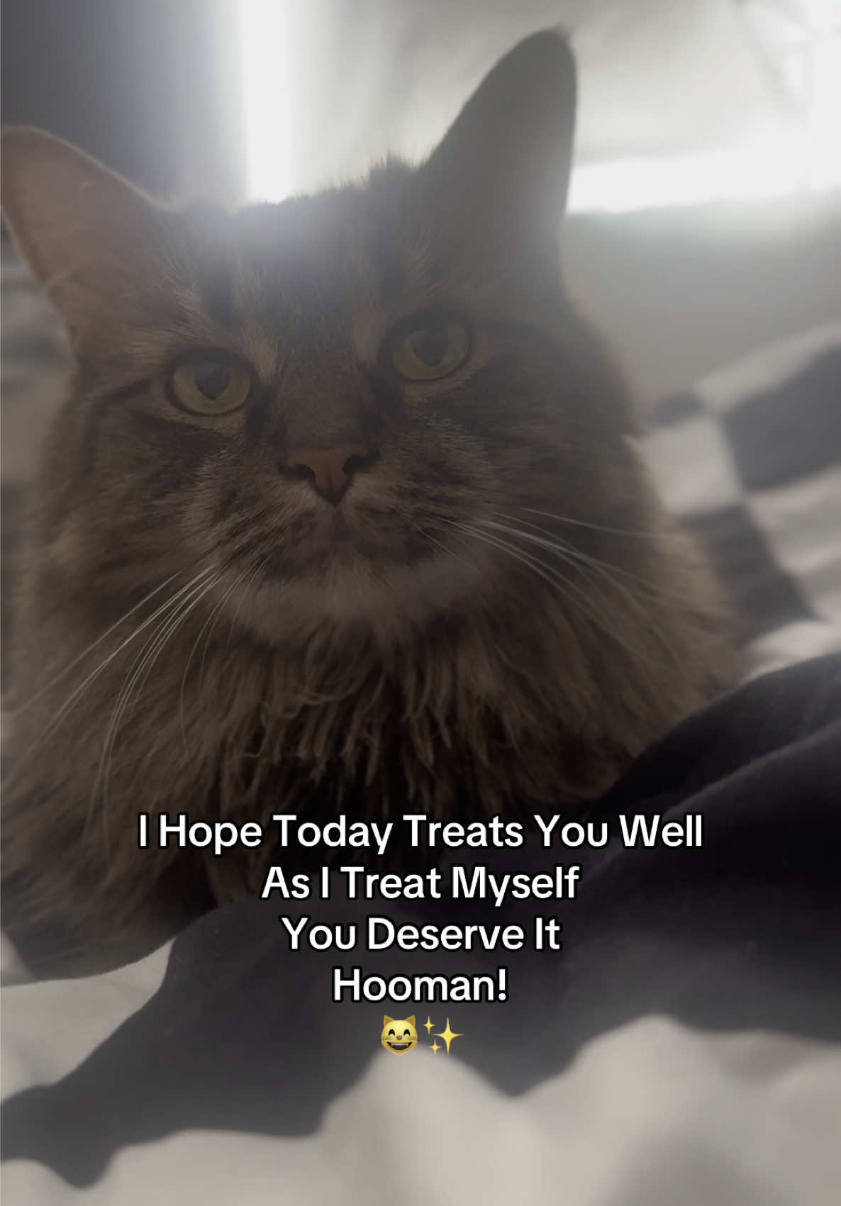 Hi Everyone Have A Lovely Day! 😸✨ #catsoftiktok #catlover #cattok #PetsOfTikTok #cutecat #cats #fyp #familycat #foryoupagе #petlover 